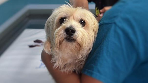 Vet holding dog.